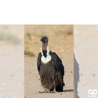 گونه دال پشت سفید White-rumped Vulture